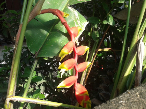 Heliconia psittacorum 'Hawaii' in a 14cm Pot with Lovely Yellowy Red Flowers Indoor Plant 1 Plant 