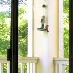 Cardinal Bird