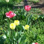 Tulips