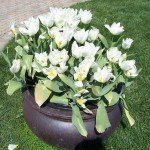 White Tulips