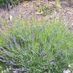 English Lavender