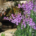 Orchids