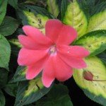 Impatiens