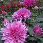 Light Pink Dahlia