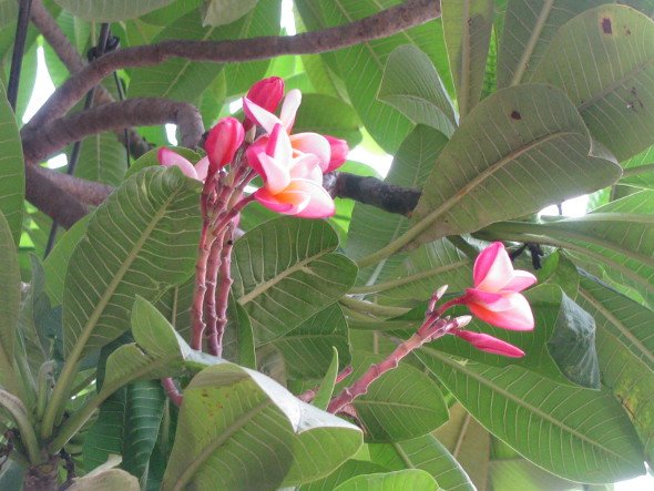 Pink Frangipani