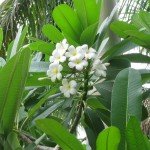 White Frangipani (or) White Plumeria
