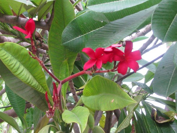 Red Frangipani Flower