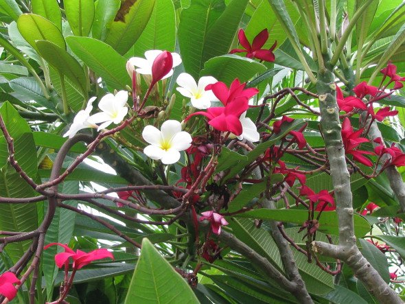 White & Red Frangipani Flower