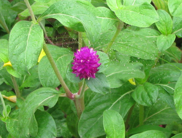 Globe Amaranth Flower