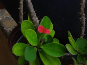 Euphorbia milii dwarf flowers
