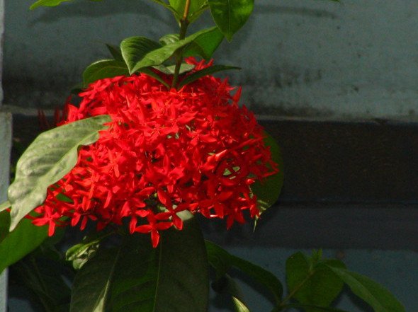 Red Ixora Flower