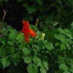 Cape Honeysuckle