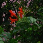 Cape Honeysuckle