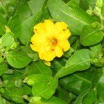 Four O'clock-Yellow