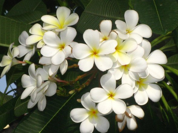 White Frangipani (or) White Plumeria