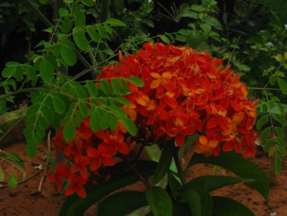 Orange Ixora coccinea