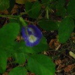 Butterfly Pea Blue
