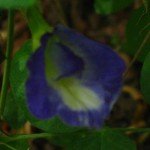 Butterfly Pea Blue