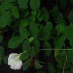 Butterfly Pea White