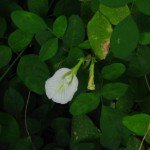 Butterfly Pea White