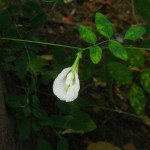 Butterfly Pea White