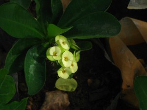 Euphorbia milii - Medium Yellow Flowers