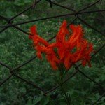 Cape Honeysuckle