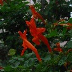 Cape Honeysuckle