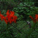 Cape Honeysuckle