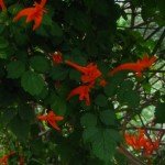Cape Honeysuckle