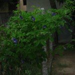 Butterfly Pea Plant