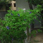 Butterfly Pea Plant