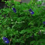 Butterfly Pea Plant