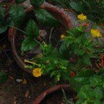Four O'clock-Yellow
