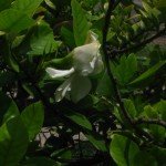 ia Flower ready to bloom
