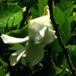 Cape Jasmine ready to bloom!