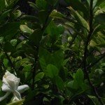 ia Flower ready to bloom