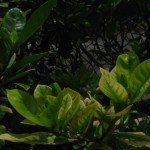 ia Leaves