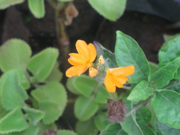 Yellow Crossandra Flowers