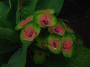 Euphorbia milii - Large Flowers