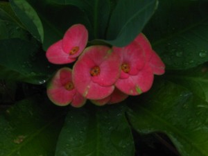 Euphorbia milii - Large Flowers