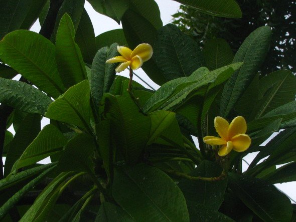 Yellow Frangipani