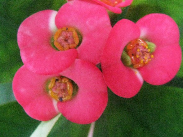 Close up of Euphorbia milii Flower