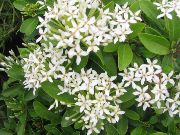 Ixora White