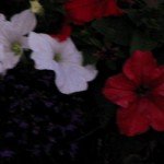 Petunia