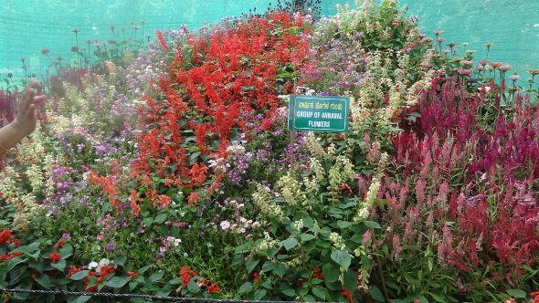 Rows of Salvia and other flowers