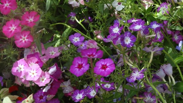 Periwinkle Flowers (Vinca rosea)