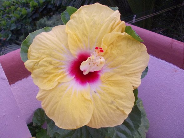 Yellow Hibiscus