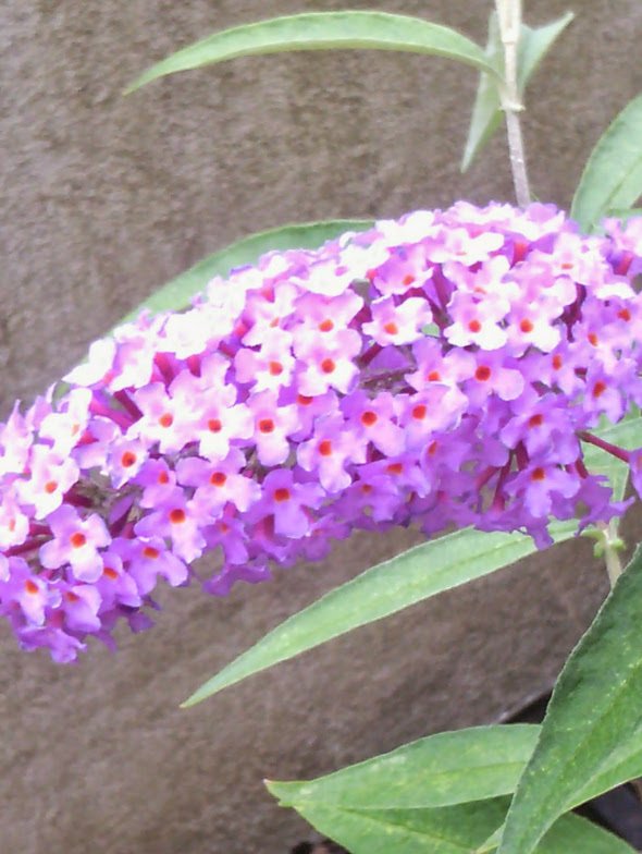 Butterfly Bush 'Pink Delight'