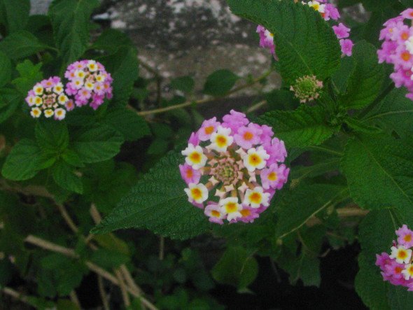 Pink Lantana